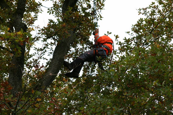 Baumpflegedienst Jan Pauls in Herzogenrath - Logo