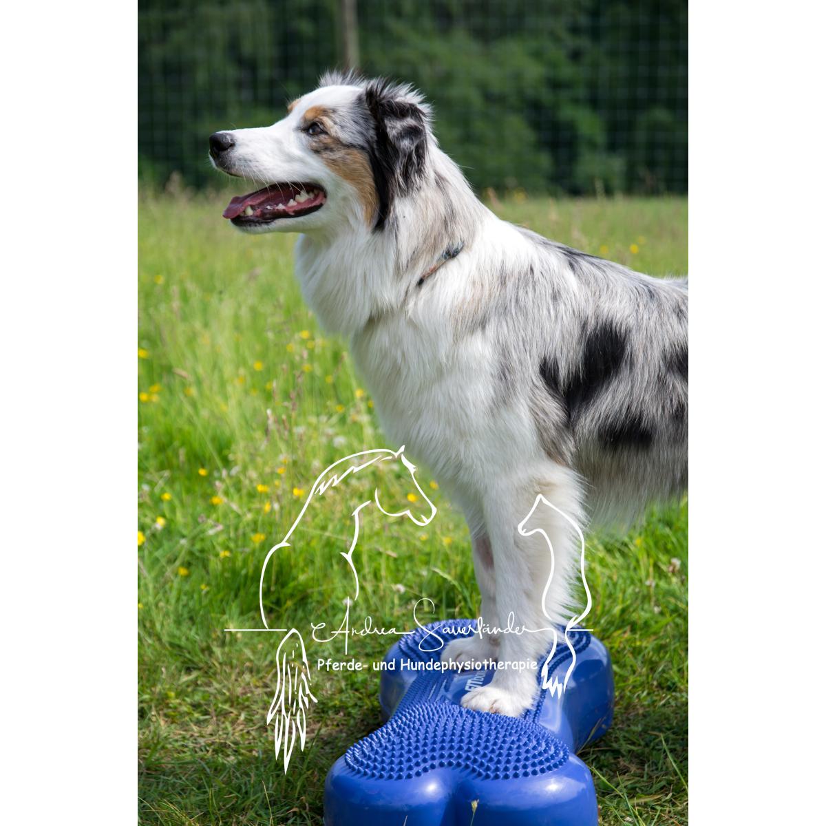 Andrea Sauerländer Pferde- und Hundephysiotherapie, Pferde- und Hundeosteopathie in Dortmund - Logo