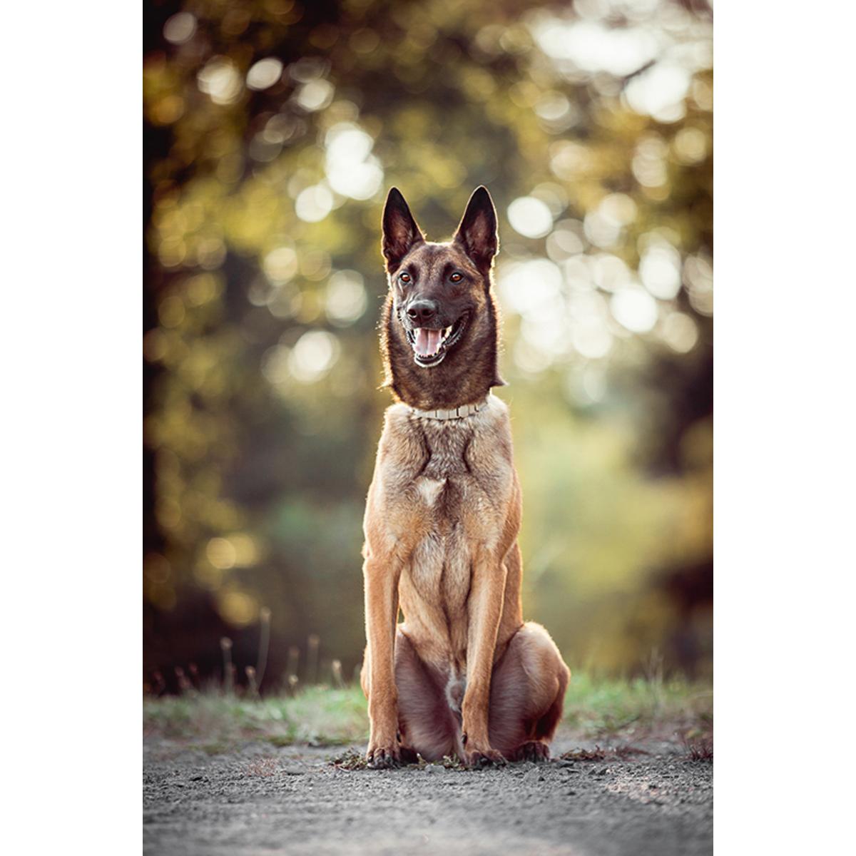 Schimmelspürhund Pacco – Schimmel-Tracker in Griesheim in Hessen - Logo