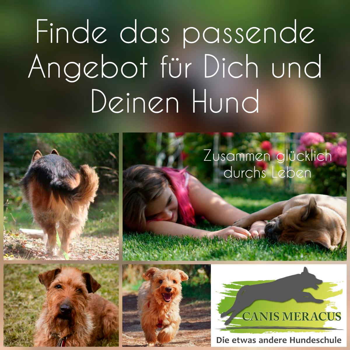 CANIS MERACUS - Die etwas andere Hundeschule in Ennepetal - Logo