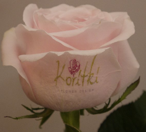 Koritki GbR / Koritki Flower Design in Düsseldorf - Logo