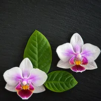 Bild zu Sri Thai Massage & Wellness in Bad Vilbel